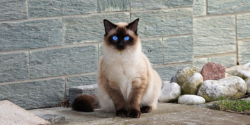 Zašto su sijamske mačke omiljeni izbor za mnoge vlasnike