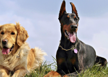 Ovo su najpogodnije rase za ljude koji prvi put postaju vlasnici psa