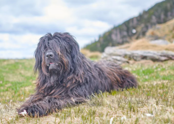 Ove pasmine pasa imaju najzahtjevniju dlaku i potrebno im je posebno pristupati