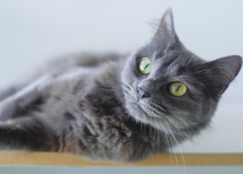 Savjeti za vlasnike: Evo kako mačke zaštititi tokom zime