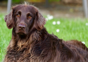Dlake kućnih ljubimaca lakše ćete ukloniti s jednim jeftinim predmetom