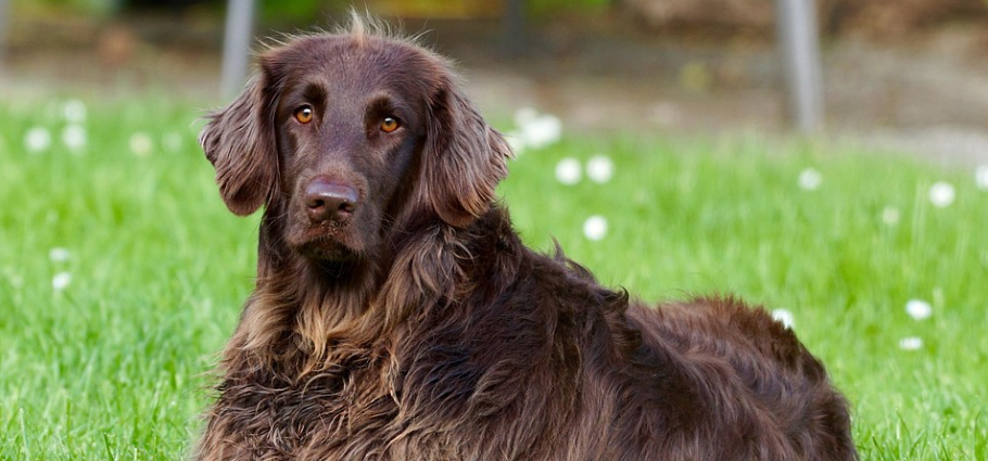 Dlake kućnih ljubimaca lakše ćete ukloniti s jednim jeftinim predmetom