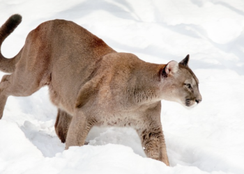 Pume pronašle novi plijen: Napadaju koloniju pingvina od 40.000 parova