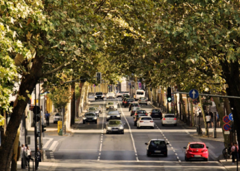 Bečka stabla sama govore kad su žedna