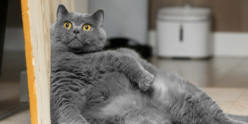 Kako na vrijeme prepoznati i spriječiti pretilost kod kućnih mačaka