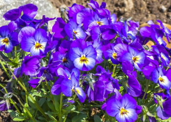 Najpopularnije zimsko cvijeće