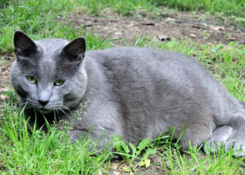 Bucmasti ljubimci uskoro bi mogli dobivati injekcije za mršavljenje