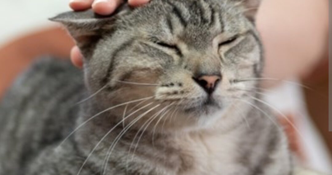 Znate li zašto mačke predu?