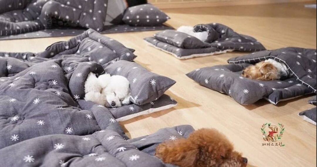 Fotografije iz vrtića za štence u Južnoj  Koreji tope i najtvrđa srca