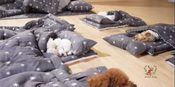 Fotografije iz vrtića za štence u Južnoj  Koreji tope i najtvrđa srca