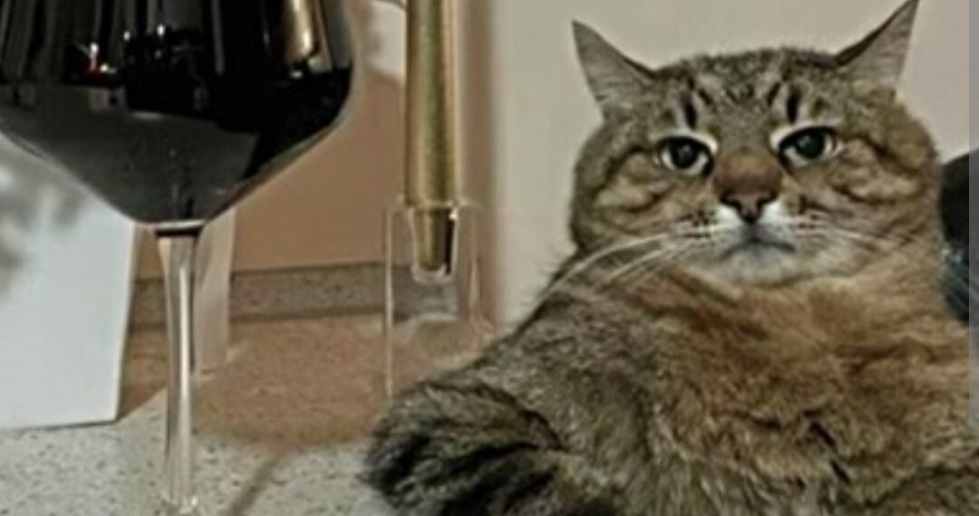 Jeste li znali za ovo? Postoji tvrtka koja proizvodi i prodaje bezalkoholno vino za kućne ljubimce