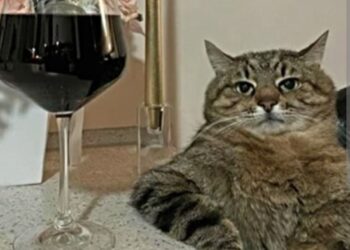 Jeste li znali za ovo? Postoji tvrtka koja proizvodi i prodaje bezalkoholno vino za kućne ljubimce