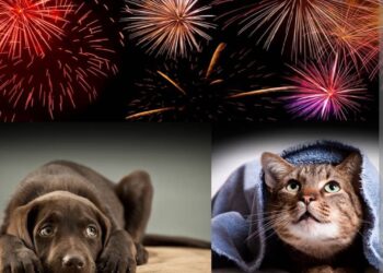 Kako ljubimcima olakšati blagdanske dane i strah od pirotehnike