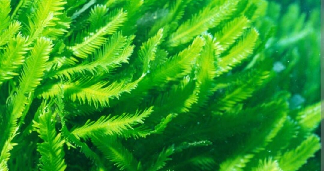 Mikroalge- vrijedan resurs za industrije hrane, stočne hrane i mirisa