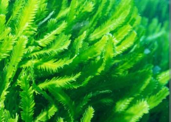 Mikroalge- vrijedan resurs za industrije hrane, stočne hrane i mirisa