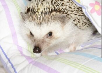 Jež kao kućni ljubimac