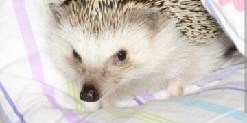 Jež kao kućni ljubimac