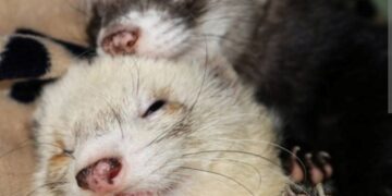 Neobični ljubimci: Zašto je tvor zanimljiv kao kućni ljubimac