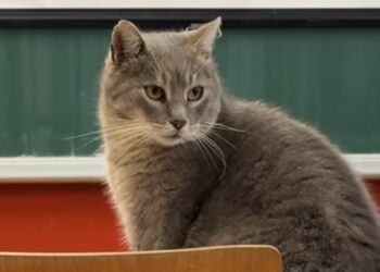 Mačak Mirza krzneni je učenik jedne sarajevske škole: učenici i učitelji ga obožavaju