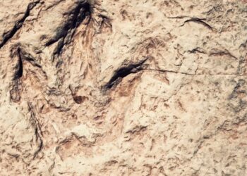 U Boliviji otkriven zapanjujuć broj otisaka dinosaura