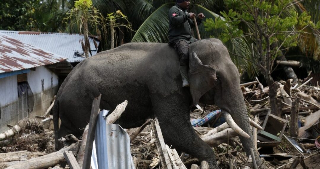 U naletu vlaka u Indiji poginulo sedam slonova