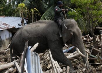 U naletu vlaka u Indiji poginulo sedam slonova