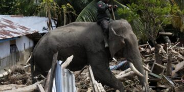 U naletu vlaka u Indiji poginulo sedam slonova