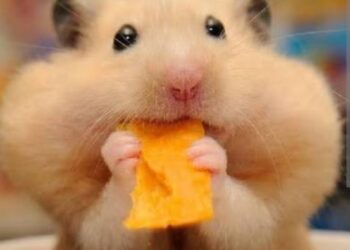 Kakav je hrčak kao kućni ljubimac