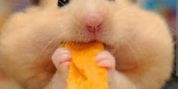 Kakav je hrčak kao kućni ljubimac