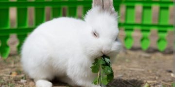 Zec kao kućni ljubimac