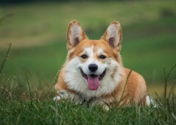 Zašto je bitno novom ljubimcu pružiti prostor i vrijeme da bude sam