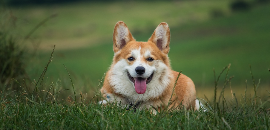 Zašto je bitno novom ljubimcu pružiti prostor i vrijeme da bude sam