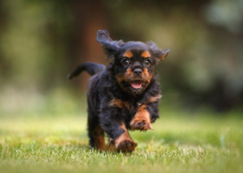 Promjene u ponašanju psa koje vlasnici ne bi smjeli ignorisati