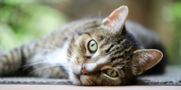 Zašto mačke nekada ne reaguju kada ih vlasnik zove