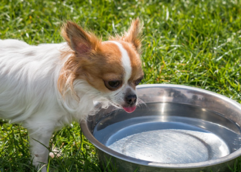 Savjet veterinara: Koliko vode pas zapravo treba piti
