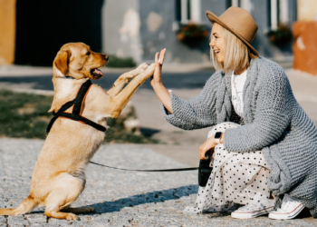 Najčešća greška koju vlasnici pasa često nesvjesno prave