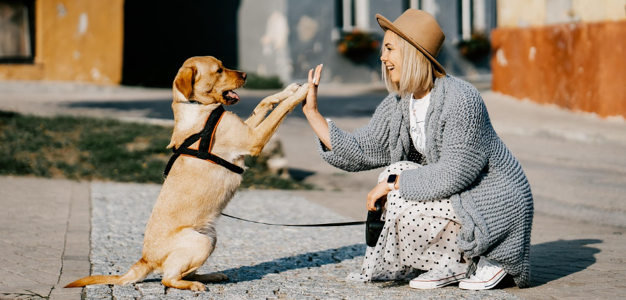Najčešća greška koju vlasnici pasa često nesvjesno prave