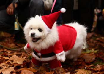 London je ovog vikenda bio dom preslatke parade udomljenih pasa u božićnom ruhu