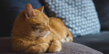 Znate li da mačke više mjauču na muškarce nego žene? Studija pojašnjava zašto