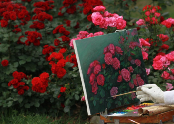 Značenje boja ruža, uzgoj i gdje se uzgajaju