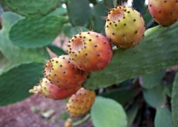 Kaktusi koji imaju ljekovita svojstva