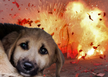 STOP VATROMETI! Svi ljubitelji vatrometa pročitajte i podjelite