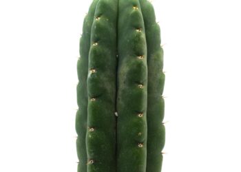 Duhovno se iscjeljuju kaktusom iz Amerike