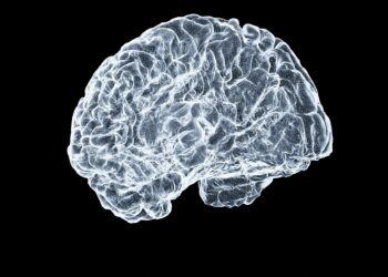 Mozak i njegov izgled