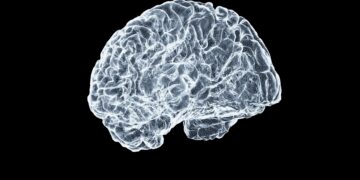 Mozak i njegov izgled