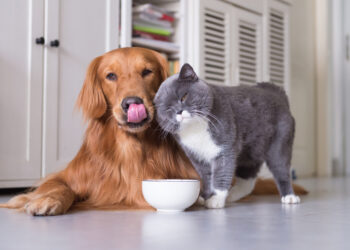 Najnovija otkrića o psima i mačkama dokazuju ozdravljenja