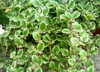 Tamjan je dokazano ljekovit