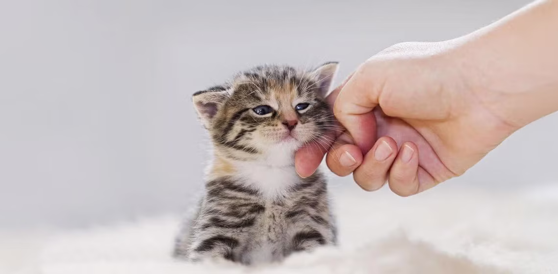 7 ključnih stvari za zdravlje mačaka po svjetskom veterinaru