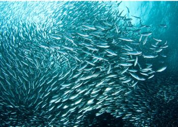 Zalihe ribe u Sredozemlju se oporavljaju, ali su još uvijek ugrožene
