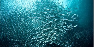 Zalihe ribe u Sredozemlju se oporavljaju, ali su još uvijek ugrožene